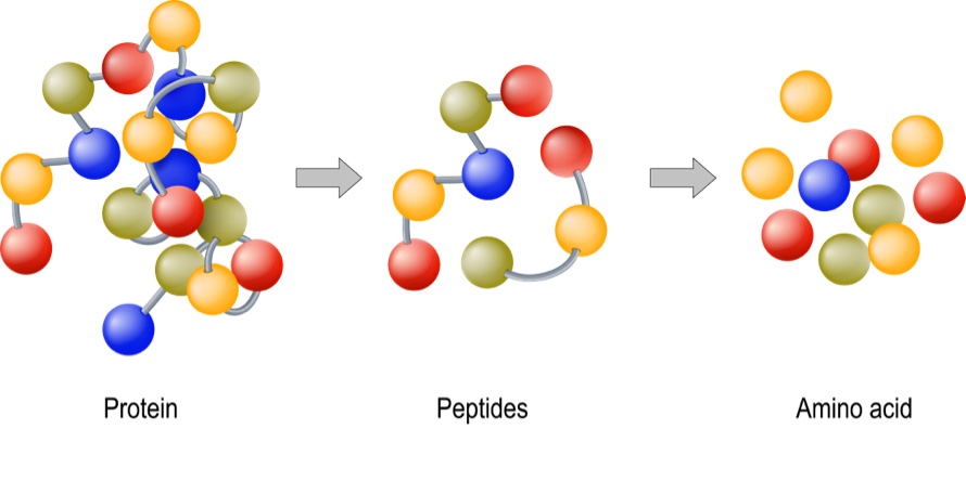 Peptidi