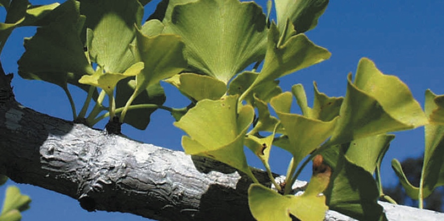 Ginkgo Biloba